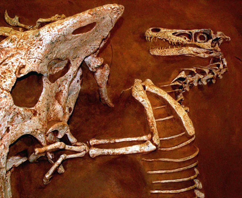 "Dövüşen Dinozorlar" fosili, soldaki Protoceratops ile sağdaki Velociraptor’un ölüm dansı.