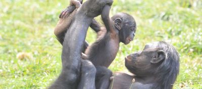 Yavrusuyla Oynayan Anne Bonobo Lucy