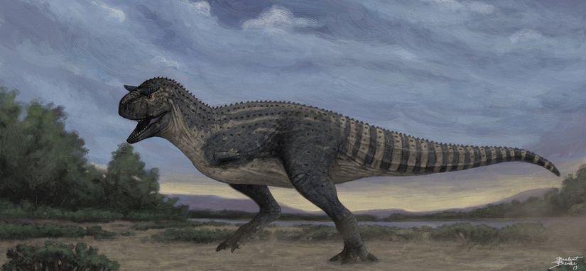 Bir Abelisaurid olan carnotaurus. Kısa kolları cezbedici renkleri ile cinsel çekim işlevi görmüş olabilirdi.
