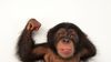 Şempanzeler Güçlüler; Ancak Sandığımız Kadar Güçlü Olmayabilirler!