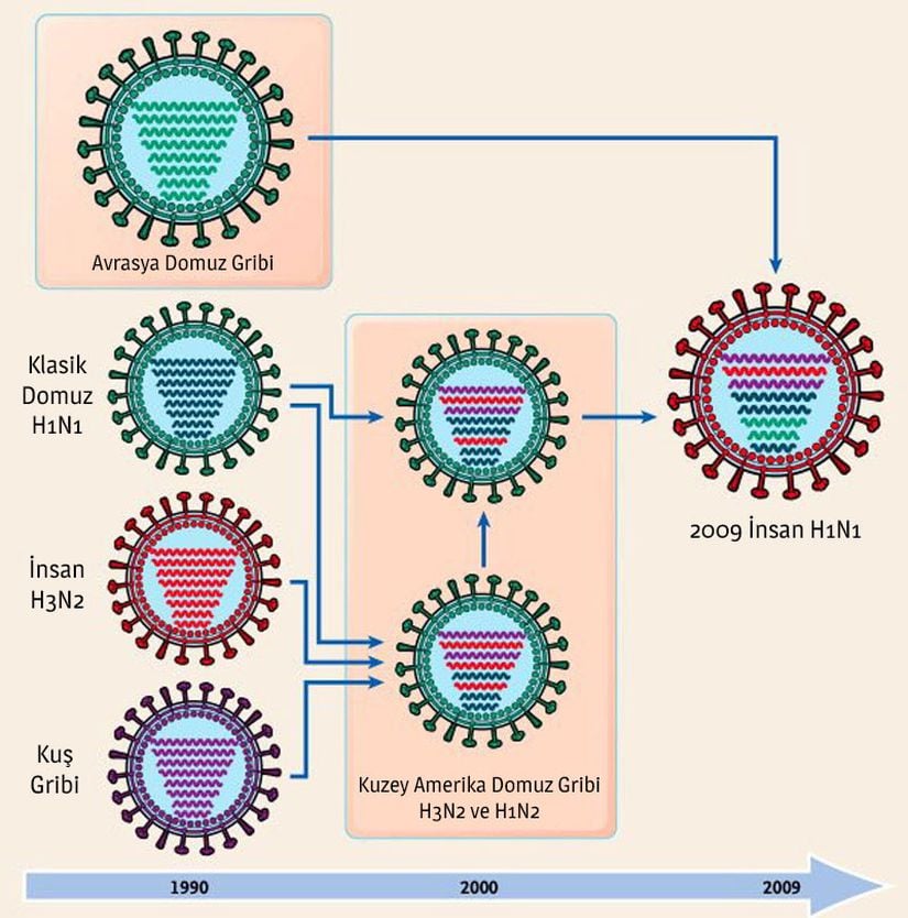 Grip virüsünün genom değiş tokuşunu gösteren bir grafik.