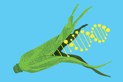 Endüstriyel Tarımın Günah Keçisi: Genetiği Değiştirilmiş Organizmalar (GDO)