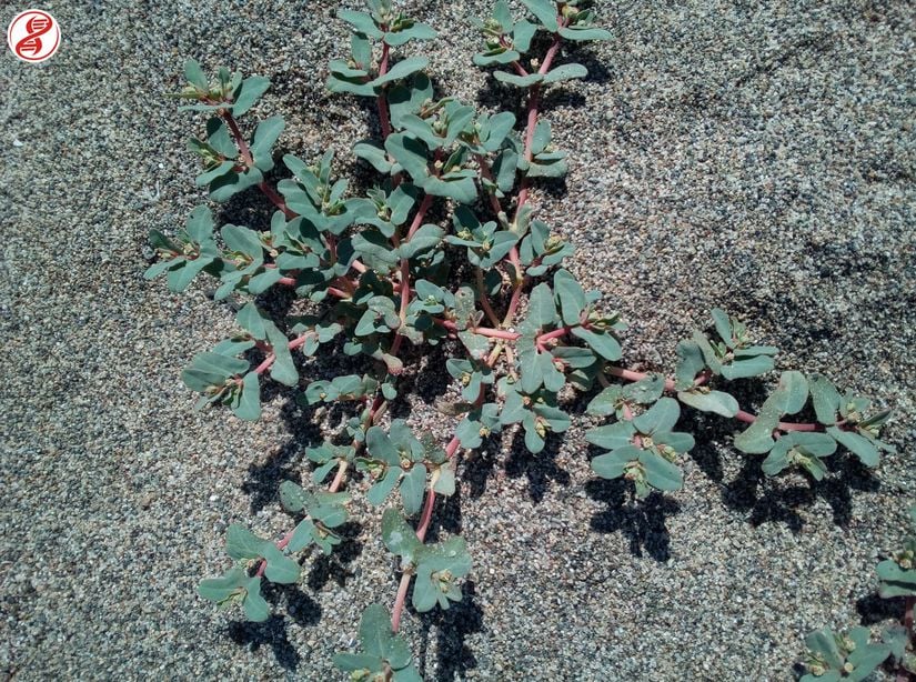 Tüysüz hanım döşeği (Euphorbia prostrata), Bursa.
