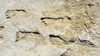 Kuzey Amerika'daki Fosil İnsan Ayak İzlerinin Dünya'daki En Eski Ayak İzi Fosili Olduğu Doğrulandı!