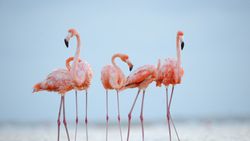 Flamingolar Kendi Aralarında Arkadaşlık Kurabiliyor!