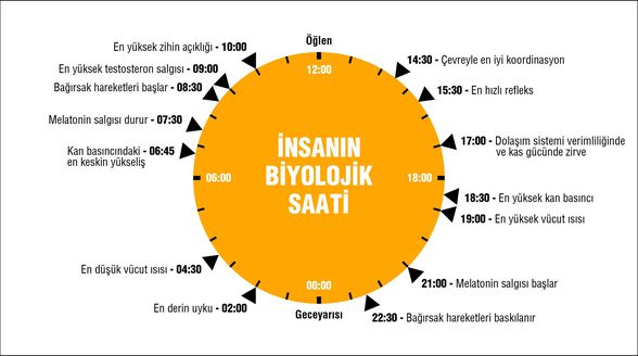 Sirkadiyen Ritim ya da biyolojik saatin günlük döngüsünü anlatan bir görsel.