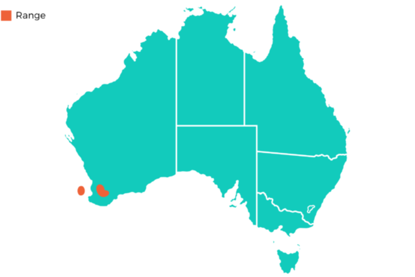 Quokkaların Avustralya'daki yaşadığı bölgeler turunca bölgelerle sınırlıdır.
