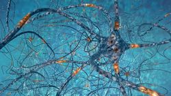 Ayna Nöronlar Nedir, Ne İşe Yarar?