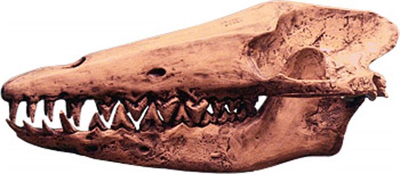 Kaliforniya'daki Berkeley Üniversitesi'nin müzesindeki koleksiyonda yer alan Pakicetus kafatası.
