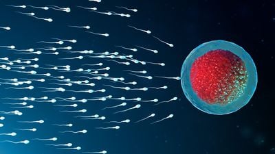 Kadınların Servikal Mukusu, Bazı Spermleri Diğerlerine Tercih Ediyor!