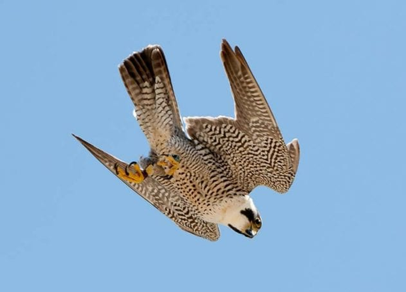 Havada aşağıya doğru dalışa geçmiş bir ala doğan (Falco peregrinus).