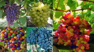 Üzümler, Renkleri ve Şekilleri: Bunca Renk ve Şekilde Üzüm Nasıl Evrimleşti?