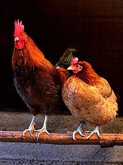 Neden tavukların kanatları körelip yok olmuyor?