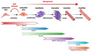 How New Discoveries In Muscle Stem Cells Could Revolutionize Regenerative Medicine