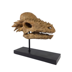 Pachycephalosaurus Seramik Heykel