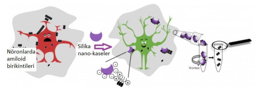 Alzheimer hastalığını için geliştirilen nanopartiküllerin amiloid-beta peptidler üzerindeki etki mekanizması