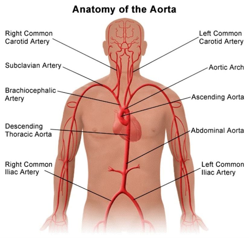 Aort Anatomisi: Aort damarı kalpten çıktıktan sonra dallara ayrılarak bütün vücuda temizlenmiş kanın dağıtılmasını sağlar.
