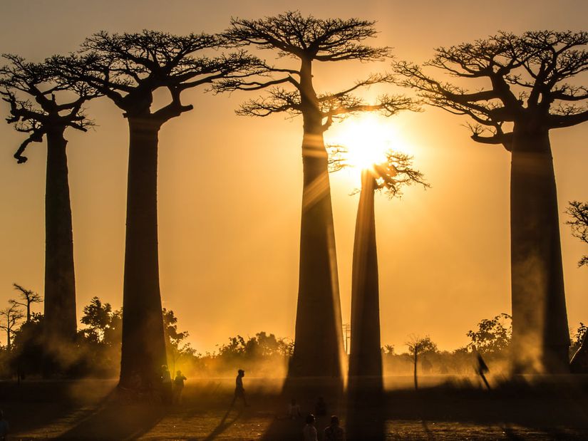 Batı Madagaskar'daki, Adansonia grandidieri ("Büyük Baobab") Ağaçları