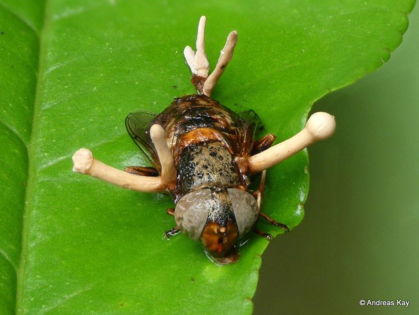 Ophiocordyceps dipterigena, karıncalara değil, sineklere bulaşır.