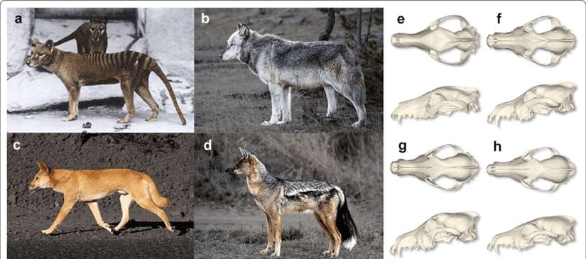 a, e: Tazmanya kaplanı (Thylacinus cynocephalus)   b, f: Gri kurt (Canis lupus)   c, g: Dingo (Canis lupus Dingo)  d,h: Çizgili çakal (Lupulella adusta)   Tazmanya kaplanının Canidae ailesi ile benzer kafatası