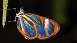 Kelebek Kanatlarındaki Renkler Nasıl Oluşur? Kelebeklerin Görkemli Renkleri, Karınca Mimikrisi Yoluyla Evrimleşmiş Olabilir mi?