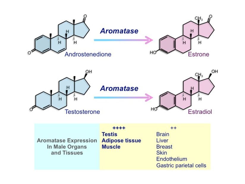 Aromataz enziminin çalışma mekanizması