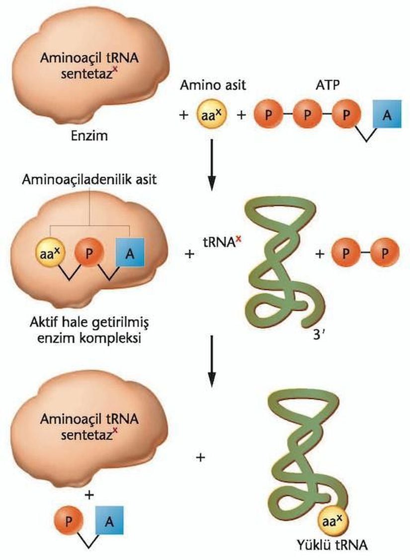 Aminoaçil tRNA sentetazın aktivitesinin gösterimi.