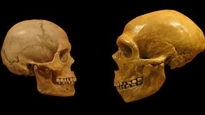 İnsan Evrimi Hattındaki Bütün Fosiller Atalarımız Mı?
