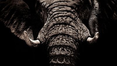 Fillerin Modern Evrimi: Filler 80 Yıldır, Giderek Dişsiz Olacak Şekilde Evrimleşiyorlar!