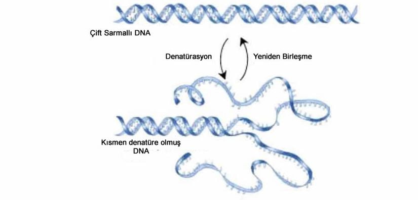 Sıcaklık arttıkça özellikle biyomoleküller arasındaki bağlar birbirinden kopmaya başlar. Bu durum protein için geçerli olabileceği gibi DNA'nın da üzerinde son derece etkilidir. Bu etki sayesinde DNA'nın PCR ile çoğaltılması söz konusudur.