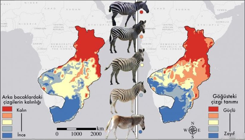 Zebraların çizgilerine göre Afrika üzerindeki dağılımları.