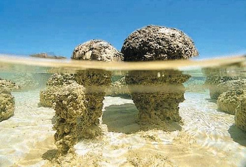 Stromatolit (Canlı)