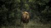 Ormanlar Kralı Asya Aslanları: Aslanların Neredeyse Hepsi Savanada Yaşarken, Aslanlar Neden 