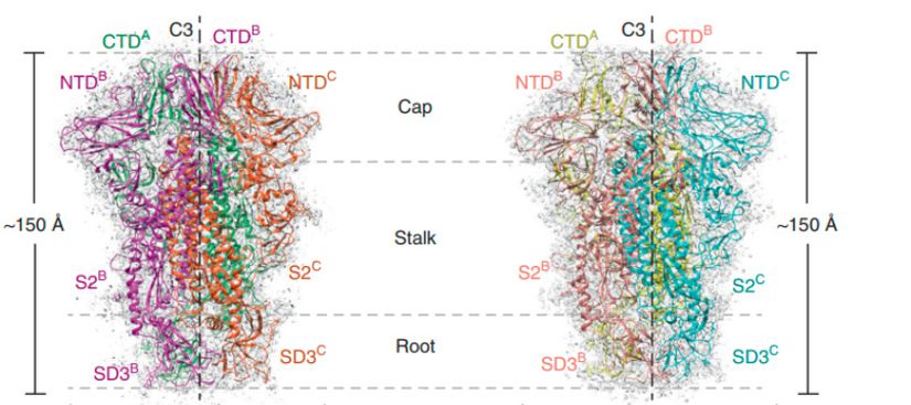 HKU2 (sol) ve SADS-CoV (sağ) Spike Glikoproteinleri