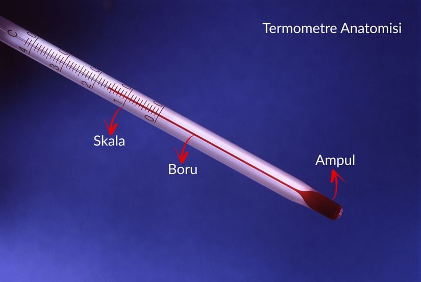 Termometre Anatomisi