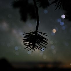  Star Colors and Pinyon Pine 