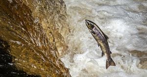 Facing The Tide Of Declining Salmon Populations