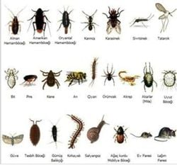 Böceklerin evrimi, başlangıç noktaları ve bilinen ilk böcek türü nedir?
