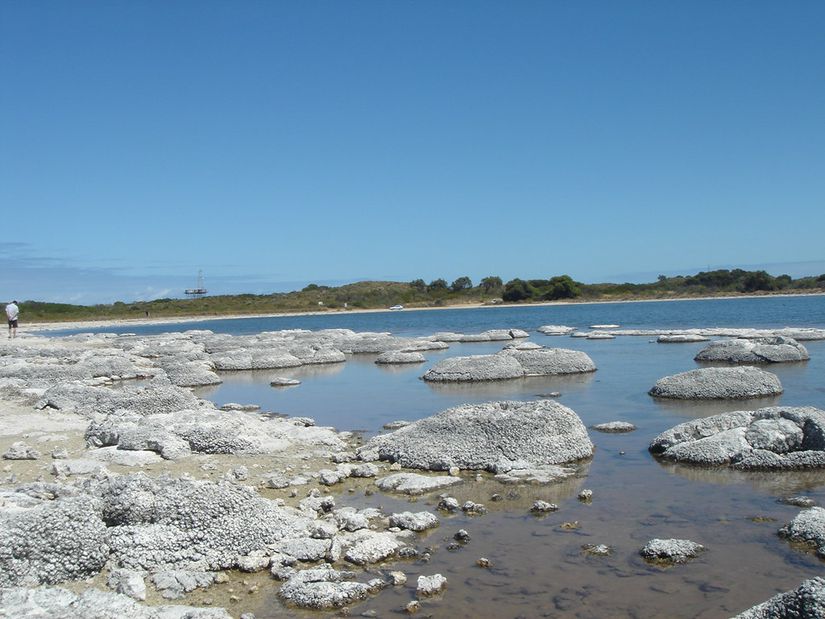 Batı Avustralya, Thetis Gölü'ndeki Stromatolitler.