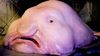 Damlabalığı (Blobfish) Nedir? Bu Balık Neden Jöle Gibi Tuhaf Gözüküyor?