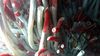 Kırmızı Dev Tüp Solucanı (Riftia pachyptila): Kemosentez Yoluyla Beslenen İlginç Omurgasız Hayvan!