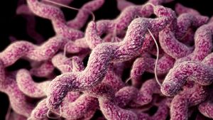 Kampilobakteriyozis: Bir Gıda Patojeni Olan Campylobacter jejuni'nin Sebep Olduğu Enfeksiyon!