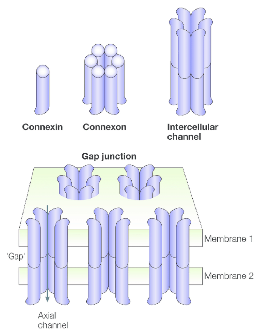 Boşluk kavşakları (gap junctions) hücreler arasında çözünmüş maddelerin (iyonlar, glikoz, sinyalleşme molekülleri, ATP) geçmesine izin veren, seçici olmayan gözeneklere sahip protein kanallardır. Boşluk kavşakları altı birimden oluşmuş konnekson adı verilen yarı-kanalların uçtan uca eklenmesi ile oluşur. Her konnekson, merkezi bir sulu gözeneği çevreleyen 6 adet konneksin (Cx) monomerine sahiptir. Her konneksin ise 4 katmandan oluşan integral membran proteindir.