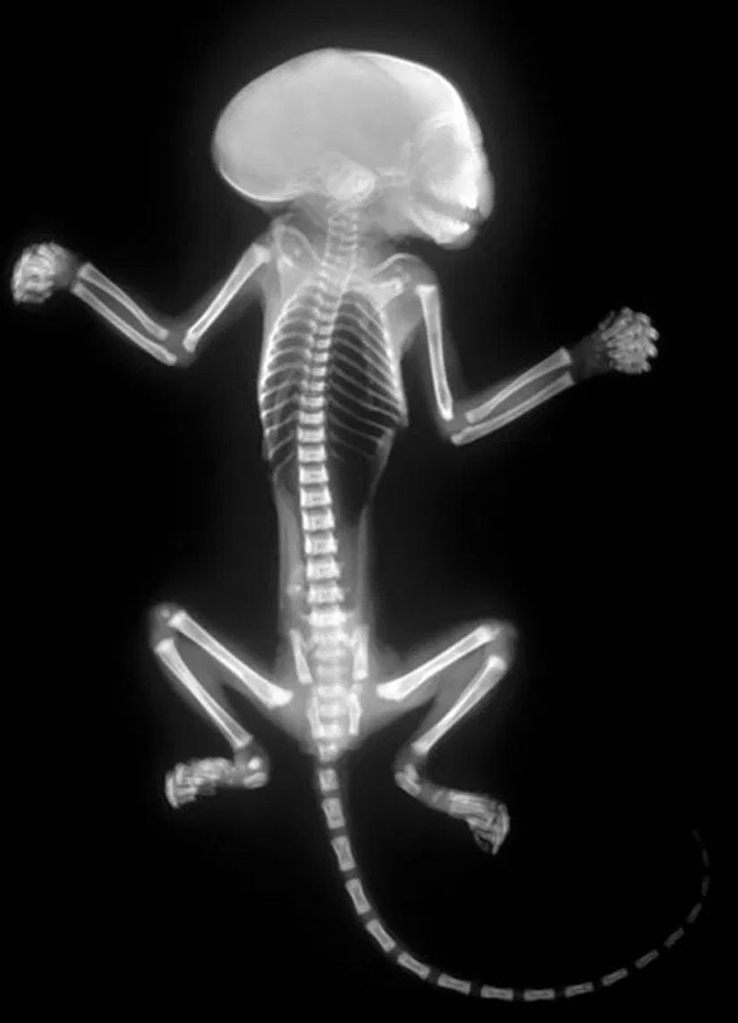 Bir sincap maymununa ait X-Işını görüntüsü
