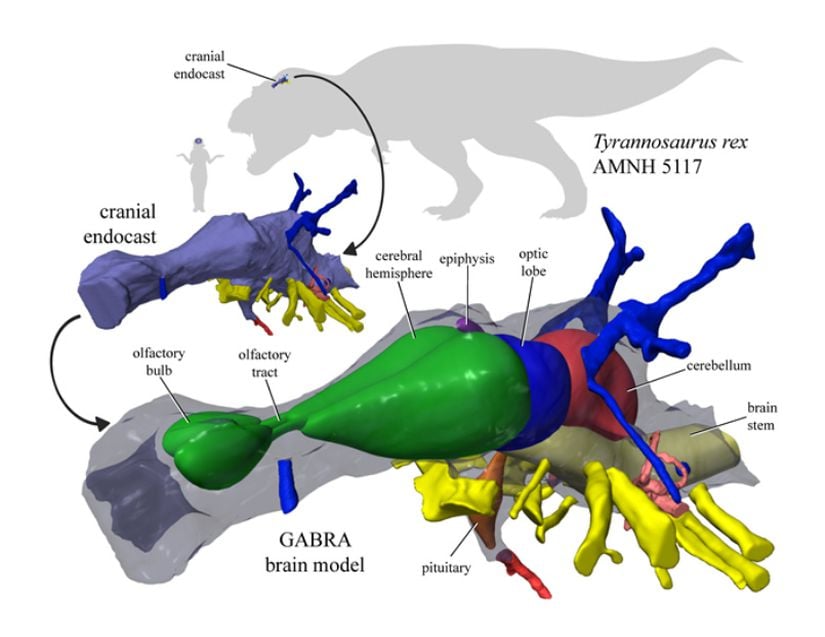 Bir T. rex kafatası fosilinin iç şeklini modelleyerek oluşturulan T. rex beyin modeli.