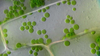 Kloroplast Nedir? Kloroplastlar Nerede Bulunur, Yapı ve Görevleri Nelerdir?