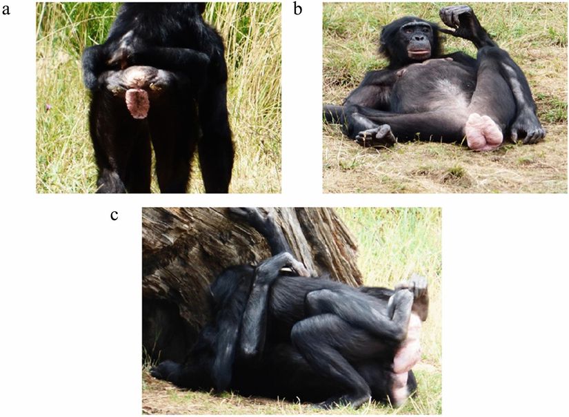 Çiftleşme döneminde şempanzelerin ve bonoboların üreme organları şişerek belirgin hale gelir.