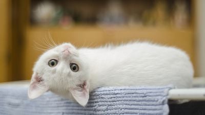 Kedi Öpücüğü Nedir? Kediler, Sizi Gözleriyle Öpüyor!