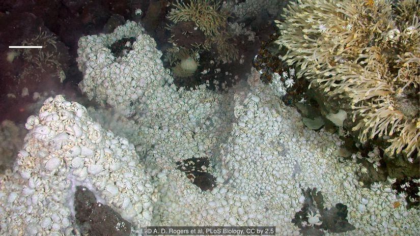 Hidrotermal bacalar, bu anomura gibi ilginç canlılara ev sahipliği yapar.