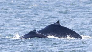 Humpback Whale Missing Its Tail Seen In Salish Sea